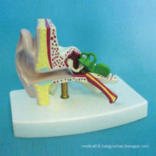 Human Ear Medical Anatomic Model for Teaching (R070106)